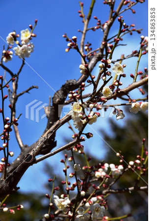 早春の花　満開白梅と青空 134863858