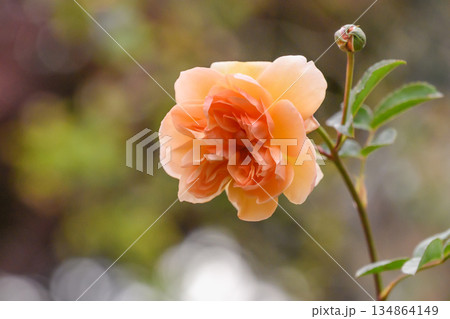 透き通るような一輪の薔薇 透き通るような一輪の薔薇 134864149