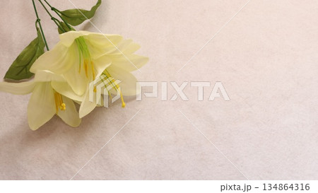 白い百合の花と余白 白い百合の花と余白 134864316