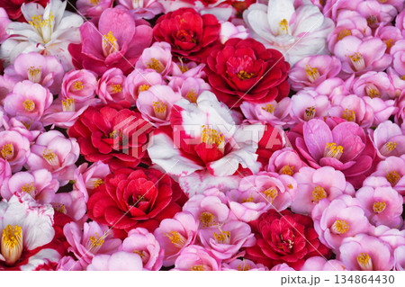 京都　霊鑑寺　春の特別拝観　美しい椿の花（京都府京都市左京区） 134864430