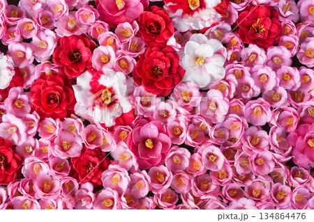 京都　霊鑑寺　春の特別拝観　美しい椿の花（京都府京都市左京区） 134864476