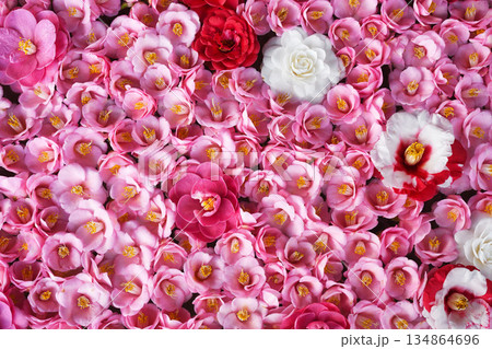 京都　霊鑑寺　春の特別拝観　美しい椿の花（京都府京都市左京区） 134864696