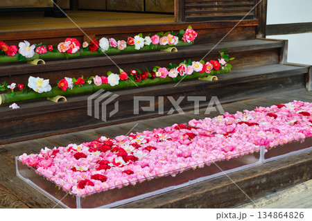 京都 霊鑑寺 春の特別拝観 美しい椿の花(京都府京都市左京区) 京都 霊鑑寺 春の特別拝観 美しい椿の花(京都府京都市左京区) 134864826