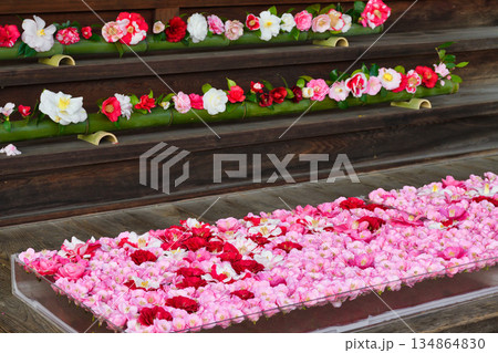 京都　霊鑑寺　春の特別拝観　美しい椿の花（京都府京都市左京区） 134864830