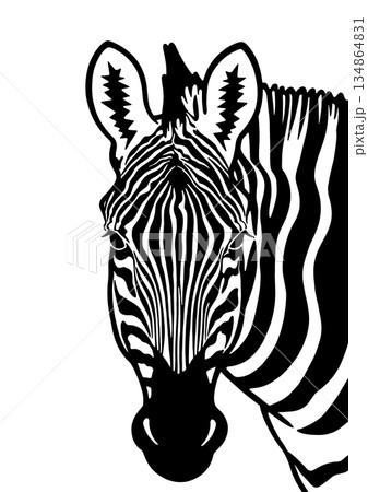 シマウマの顔 シマウマの顔 134864831