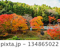 紅葉の中を走る電車 134865022