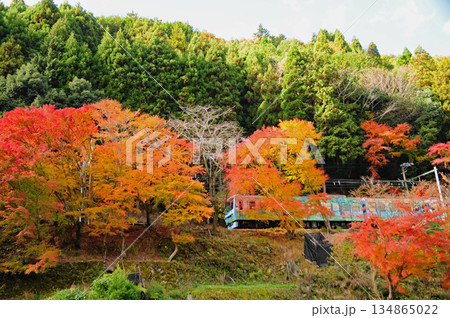 紅葉の中を走る電車 134865022