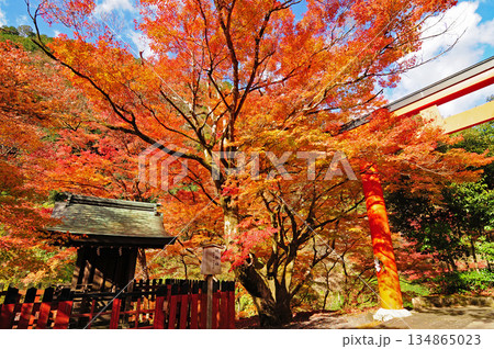 紅葉に包まれた山門 134865023