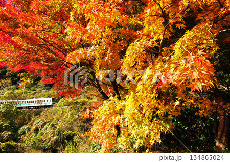 紅葉の中を走る電車2 134865024