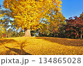 黄葉したイチョウの落ち葉 134865028