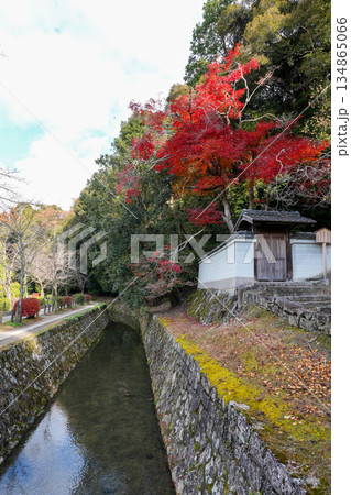 秋の京都・東山の「哲学の道」 134865066