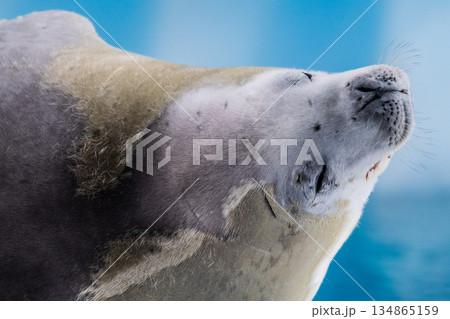 Crabeater Seal resting on a sheet of ice Crabeater Seal resting on a sheet of ice 134865159