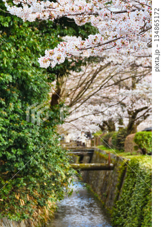 京都 哲学の道 美しい桜(京都府京都市) 京都 哲学の道 美しい桜(京都府京都市) 134865172