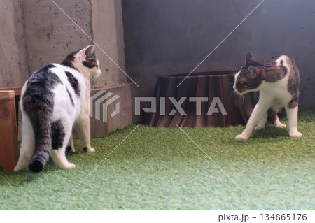 向かい合う2匹の猫、静かな室内に漂う緊張感 向かい合う2匹の猫、静かな室内に漂う緊張感 134865176