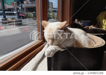 窓辺でまどろむ猫たち、都会の光に包まれた静かな午後 窓辺でまどろむ猫たち、都会の光に包まれた静かな午後 134865188