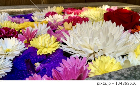 12月のカラフルな花手水(菊・薔薇・バンダ)〈菅生神社/愛知県岡崎市〉 12月のカラフルな花手水(菊・薔薇・バンダ)〈菅生神社/愛知県岡崎市〉 134865616