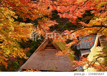 紅葉に包まれた茅葺屋根 134865647