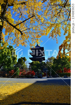 東寺の五重塔と黄葉 134865653