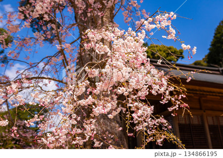 春の福岡県・太宰府市にある宝満宮竈門神社で見た、本堂の前に咲く枝垂れ桜 134866195