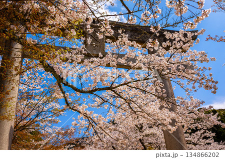 春の福岡県・太宰府市にある宝満宮竈門神社で見た、満開の桜に囲まれた鳥居 134866202