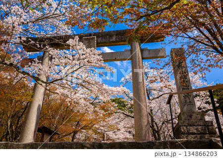 春の福岡県・太宰府市にある宝満宮竈門神社で見た、満開の桜に囲まれた鳥居 春の福岡県・太宰府市にある宝満宮竈門神社で見た、満開の桜に囲まれた鳥居 134866203