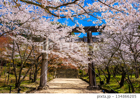 春の福岡県・太宰府市にある宝満宮竈門神社で見た、鳥居の周りを彩る満開の桜と青空 134866205