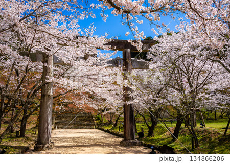 春の福岡県・太宰府市にある宝満宮竈門神社で見た、鳥居の周りを彩る満開の桜と青空 春の福岡県・太宰府市にある宝満宮竈門神社で見た、鳥居の周りを彩る満開の桜と青空 134866206