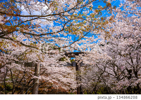 春の福岡県・太宰府市にある宝満宮竈門神社で見た、鳥居の周りを彩る満開の桜と青空 春の福岡県・太宰府市にある宝満宮竈門神社で見た、鳥居の周りを彩る満開の桜と青空 134866208