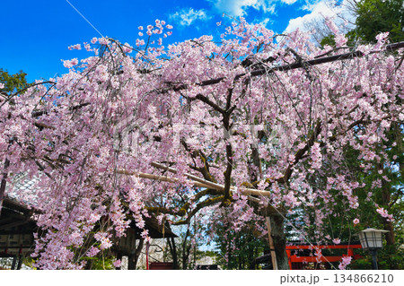 京都　水火天満宮　美しい枝垂れ桜（京都府京都市上京区） 134866210