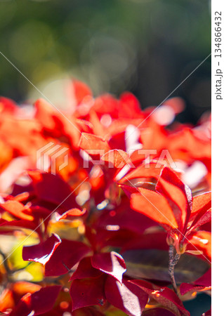 ツツジの紅葉した赤い葉 ツツジの紅葉した赤い葉 134866432