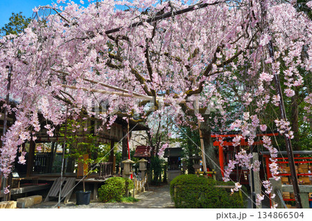 京都 水火天満宮 美しい枝垂れ桜(京都府京都市上京区) 京都 水火天満宮 美しい枝垂れ桜(京都府京都市上京区) 134866504