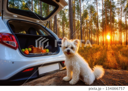 Elevated View of Car Parked at Forest Edge with Dog and Picnic Basket at Sunset Elevated View of Car Parked at Forest Edge with Dog and Picnic Basket at Sunset 134866757