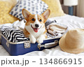 Happy Dog in Summer Travel Suitcase Ready for Adventure and Fun with Pet on Vacation 134866915