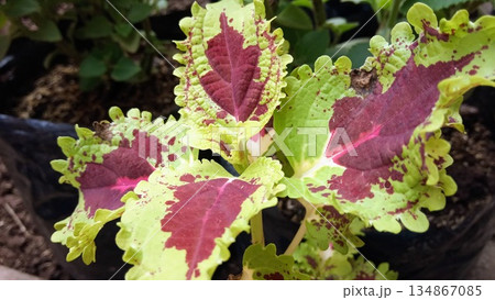 Close Up of Variegated Coleus Leaf with Deep Red Centers and Neon Green Borders 134867085