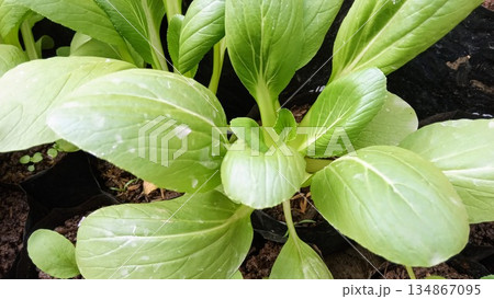 Fresh Green Pak Choi or Bok Choy Plants Growing in Black Polybags Garden 134867095