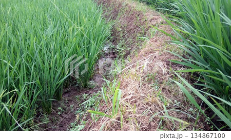 Irrigation Canal and Soil Embankment in Lush Green Rice Field Irrigation Canal and Soil Embankment in Lush Green Rice Field 134867100