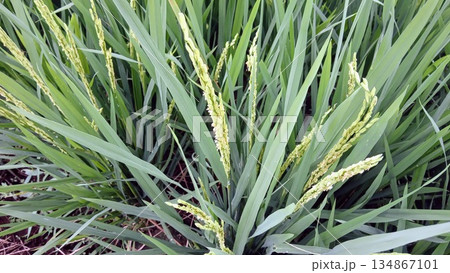 Healthy Green Rice Plants with Emerging Grains in Paddy Field Healthy Green Rice Plants with Emerging Grains in Paddy Field 134867101