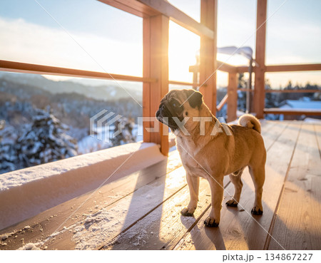 雪景色のウッドデッキに立つパグ犬の朝 134867227