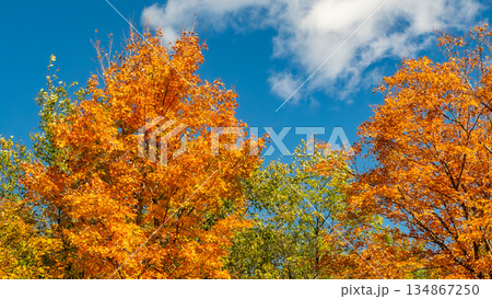 Vibrant autumn trees with bright orange and green foliage against a clear blue sky, showcasing the beauty of fall season in nature Vibrant autumn trees with bright orange and green foliage against a clear blue sky, showcasing the beauty of fall season in nature 134867250
