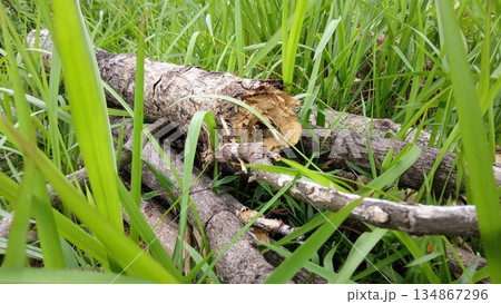 Close Up of Cut Tree Branches and Logs Scattered in Green Grass 134867296