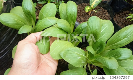 Hand Holding Fresh Green Bok Choy Pak Choi Vegetable in Pot Hand Holding Fresh Green Bok Choy Pak Choi Vegetable in Pot 134867297