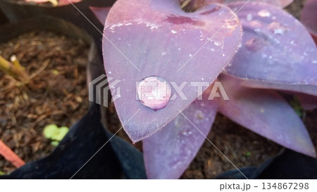 Single Water Drop on Purple Heart Plant Leaf Macro Shot Single Water Drop on Purple Heart Plant Leaf Macro Shot 134867298