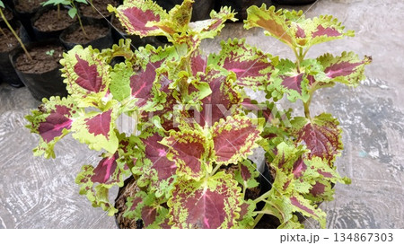 Potted Ornamental Coleus Plants for Home Garden and Landscape Decoration 134867303