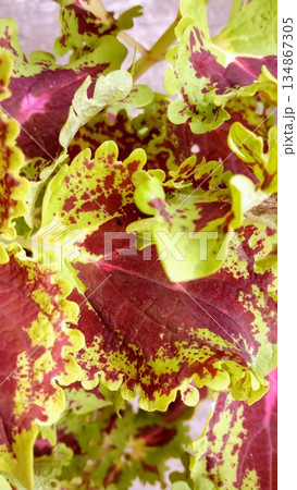 Detailed View of Ruffled Variegated Coleus Foliage in Bright Sunlight 134867305