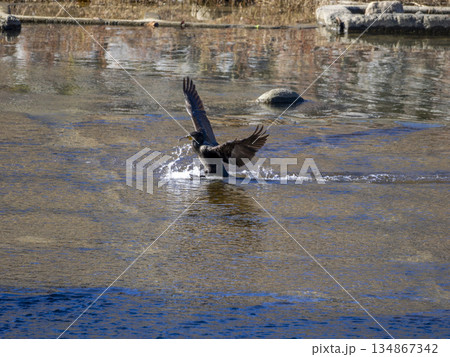川に着水するカワウ 134867342
