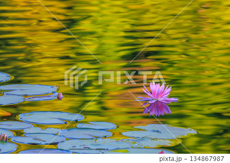 水面に映る睡蓮の花 134867987