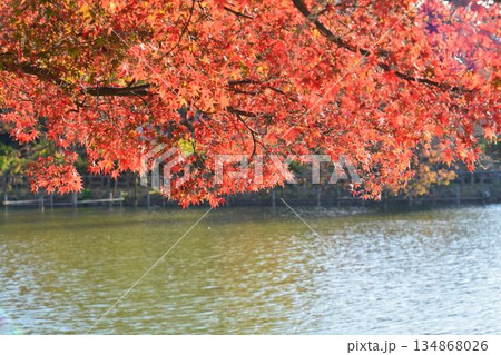 紅葉の井の頭公園 134868026