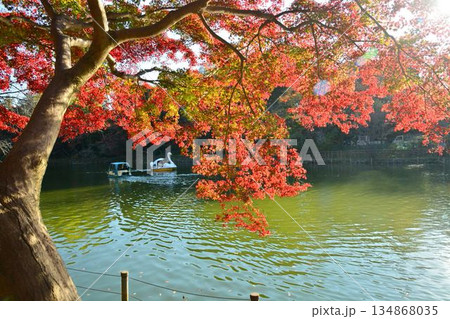 紅葉の井の頭公園 紅葉の井の頭公園 134868035