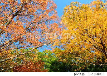 紅葉の井の頭公園 134868038