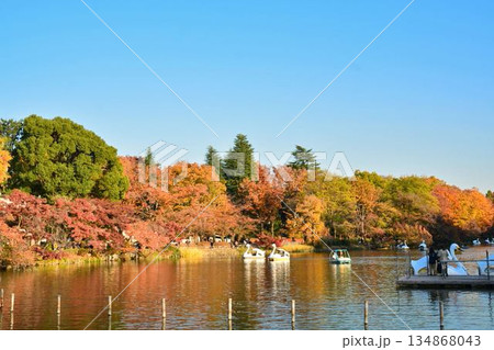 紅葉の井の頭公園 134868043
